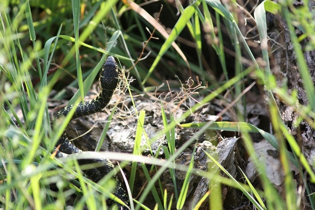 Lotta tra Coluber viridiflavus - Hierophis viridiflavus